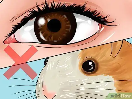 Image titled Determine if Your Hamster Is Blind Step 1