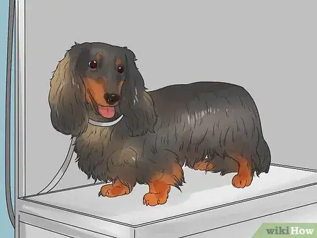 Image titled Groom a Longhair Dachshund Step 1