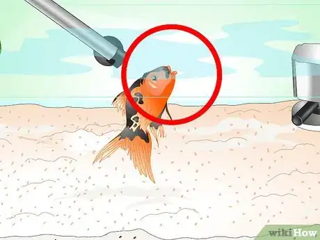 Image titled Save a Dying Goldfish Step 5