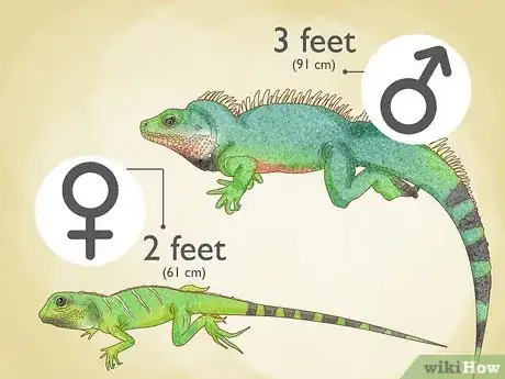 Image titled Tell the Sex of Your Chinese Water Dragon Step 6