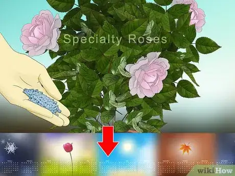 Image titled Fertilize Roses Step 14