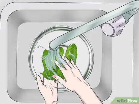 Image titled Prepare Guava Leaves for Weight Loss Step 1