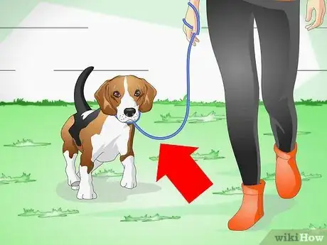 Image titled Keep Your Dog Calm Outside His Crate Step 7