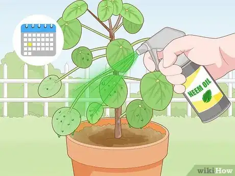 Image titled Avoid Mealybugs Step 10