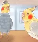 Keep Your Cockatiel Happy