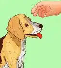 Deal with Emotional Trauma After a Dog Bites You