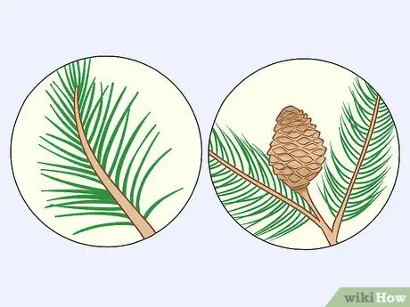 Image titled Identify Cedar Trees Step 5