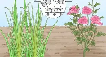 Onion Companion Plants