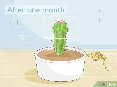 Image titled Propagate a Cactus Step 25