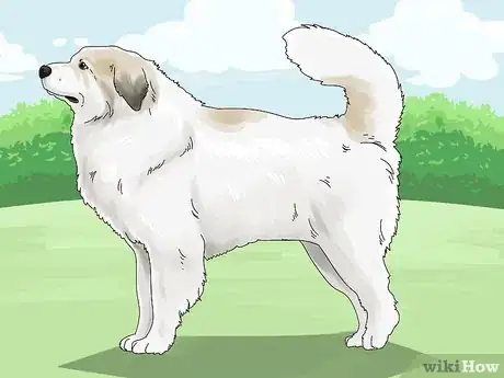 Image titled Identify a Great Pyrenees Step 8