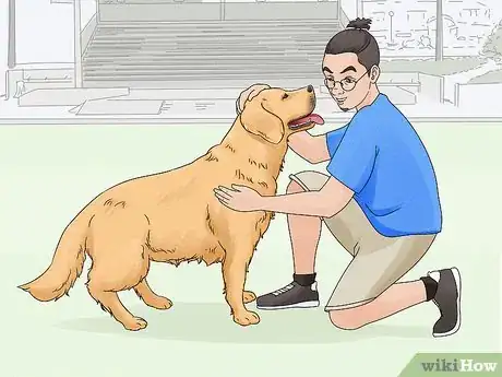 Image titled Identify a Golden Retriever Step 10