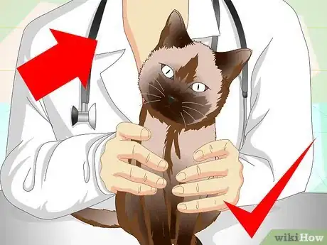 Image titled Help a Cat with a Broken Shoulder Step 18