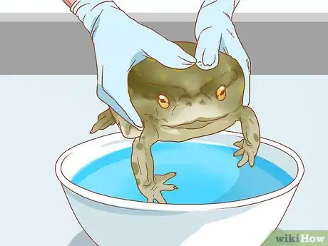 Image titled Bathe Your Frog Step 13