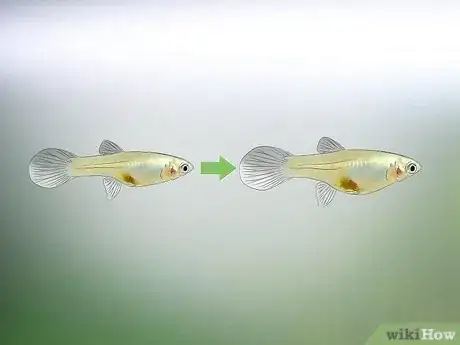 Image titled Tell if Your Fish Is Having Babies Step 4