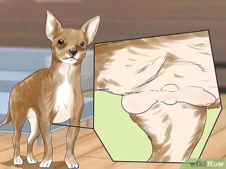 Image titled Breed Chihuahuas Step 7