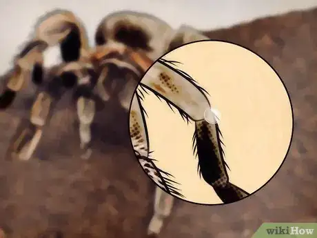 Image titled Tell if Your Tarantula Is Molting Step 3