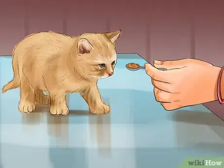 Image titled Introduce Solid Food to Kittens Step 8