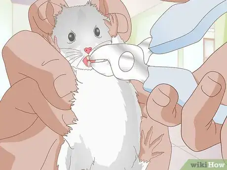 Image titled Diagnose Hamster Dental Problems Step 12