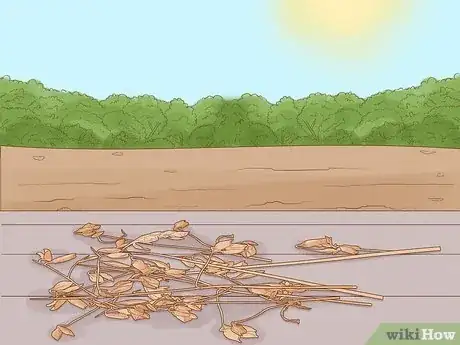 Image titled Harvest Lentils Step 6