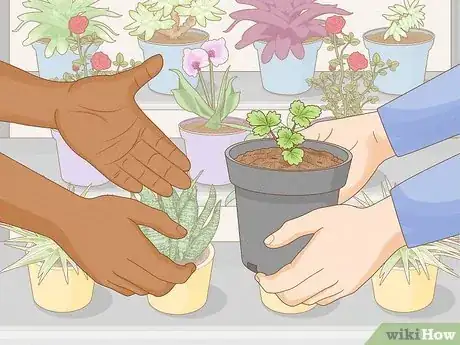 Image titled Grow Strawberries in a Pot Step 1