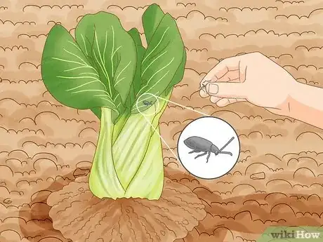 Image titled Regrow Bok Choy Step 12