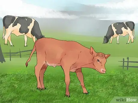 Image titled Start a Cattle Farm Step 5