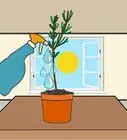 Grow Cuttings from Established Plants