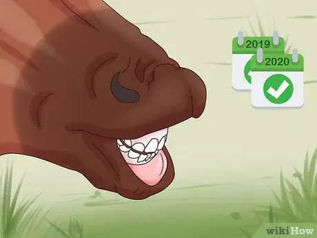 Image titled Help a Horse With Choke Step 10