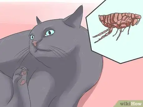 Image titled Treat Tapeworm in Cats Step 4