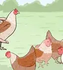 Add New Chickens to a Flock