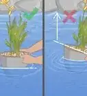 Plant Aquatic Plants