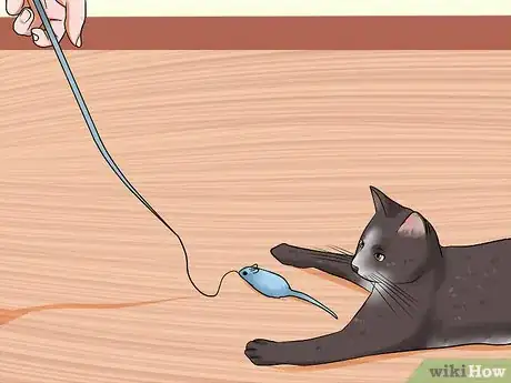 Image titled Care for Indoor Cats Step 12