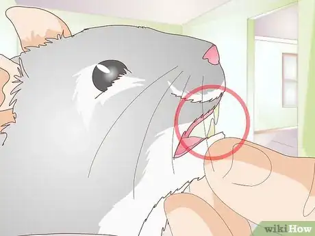 Image titled Diagnose Hamster Dental Problems Step 10