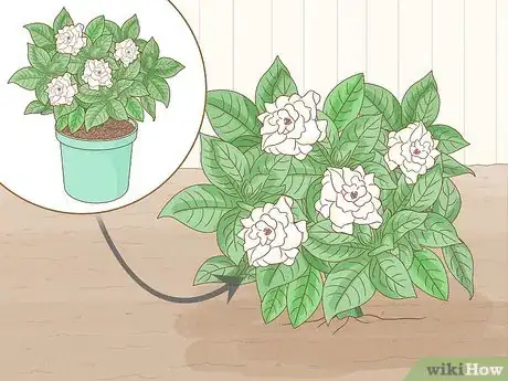 Image titled Grow Gardenia from Cuttings Step 16