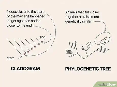 Image titled Read a Cladogram Step 3