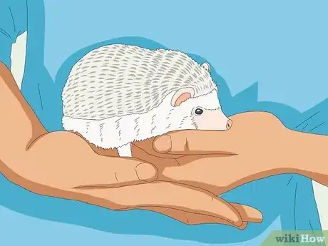 Image titled Tame a Hedgehog Step 10