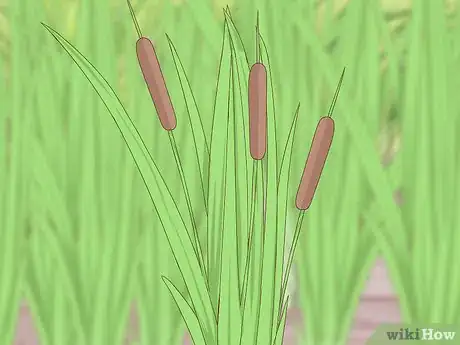 Image titled Harvest Cattails Step 3