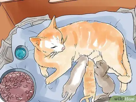 Image titled Help a Cat Give Birth Step 18