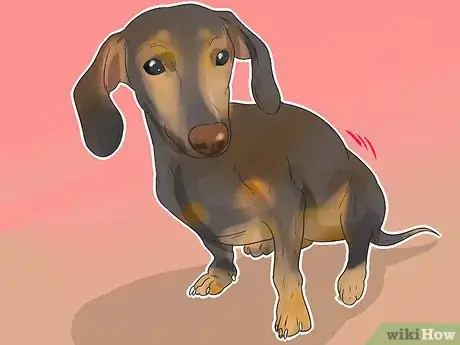 Image titled Treat Back Problems in Dachshunds Step 2