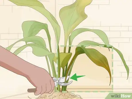 Image titled Save an Overwatered Plant Step 12