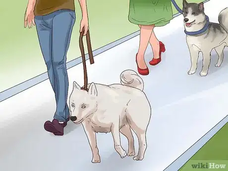 Image titled Train Your Dog for a Dog Show Step 2
