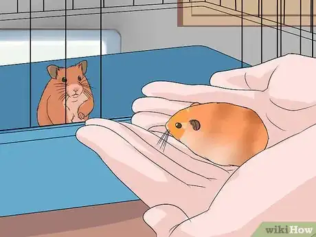 Image titled Breed Syrian Hamsters Step 8