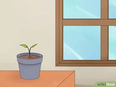 Image titled Grow Anthurium Plants Step 15