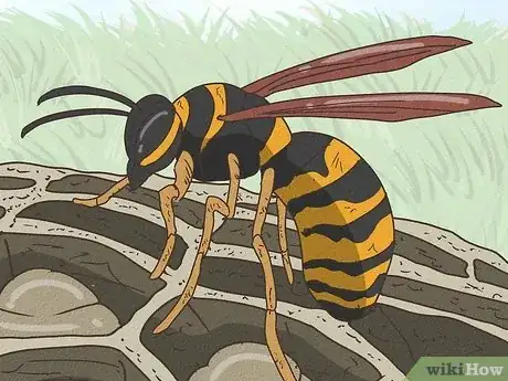 Image titled How Long Do Wasps Live Step 13