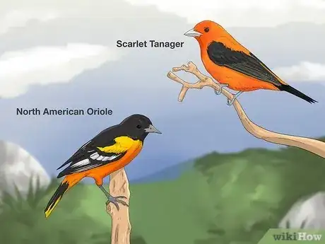 Image titled Attract Orioles and Tanagers Step 1