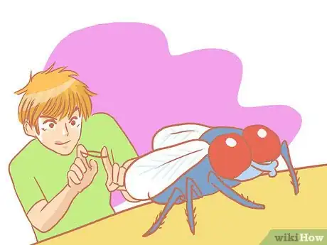 Image titled Kill a Fly Quickly Step 10