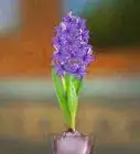Grow a Hyacinth Bulb in Water