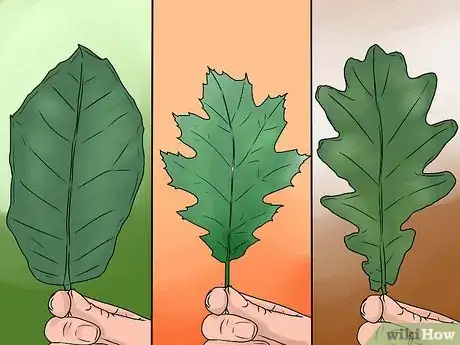 Image titled Identify Oak Leaves Step 6