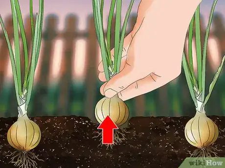 Image titled Grow Sweet Onions Step 13