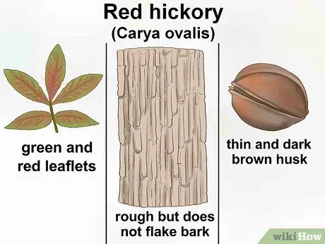 Image titled Identify Hickory Trees Step 10